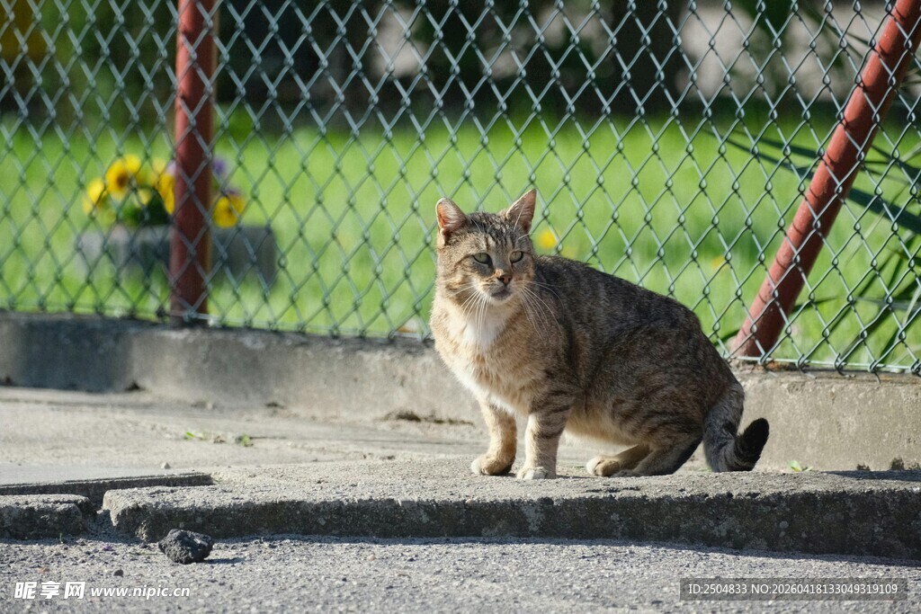 户外独坐的猫咪