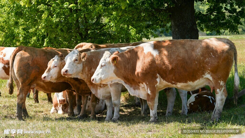 牧场上的牛群