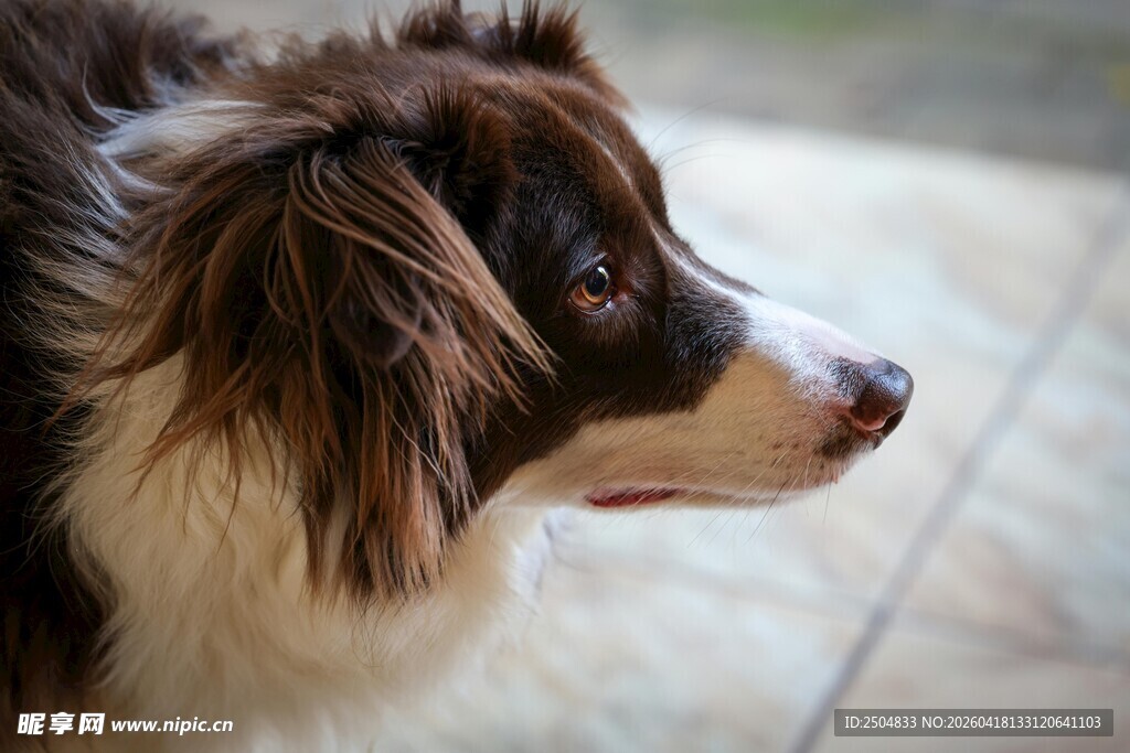 可爱边牧侧颜特写