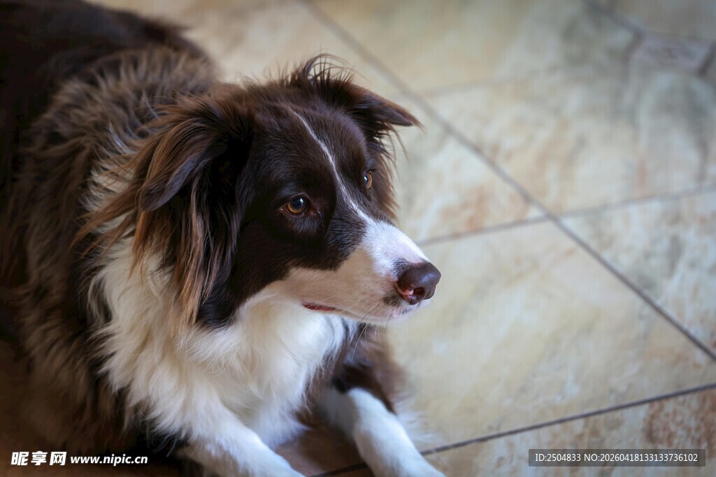 趴着的边牧犬