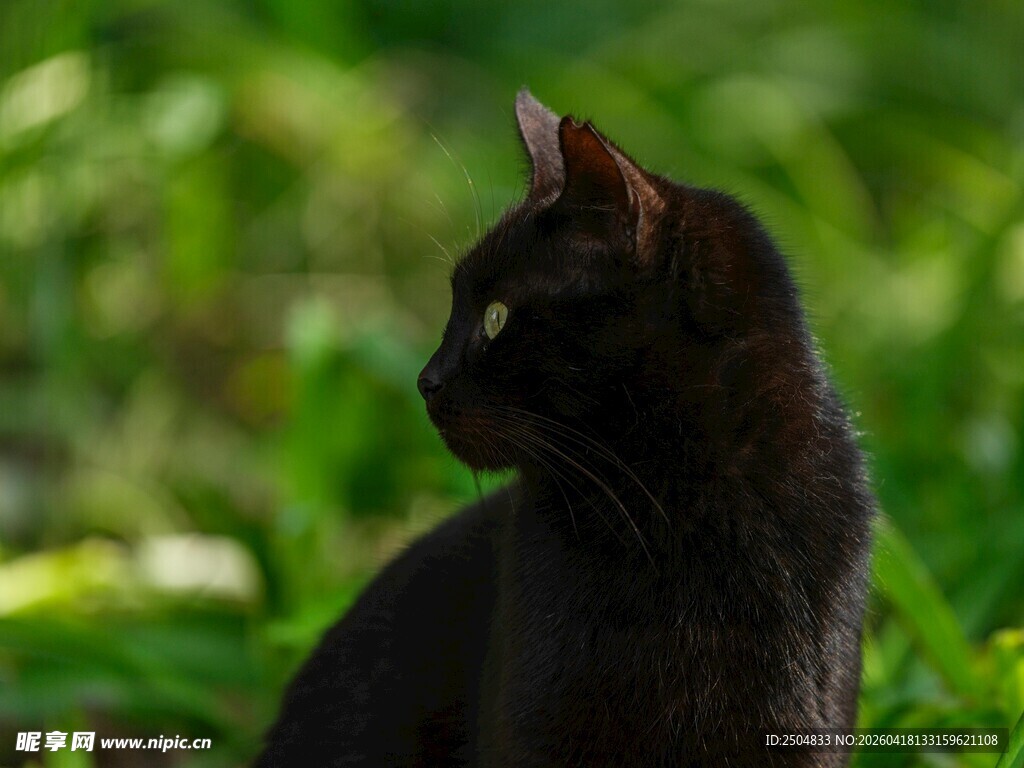 黑猫静立绿意间