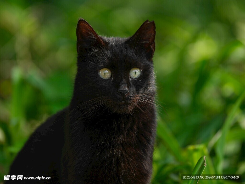 黑猫静立在翠绿草丛中