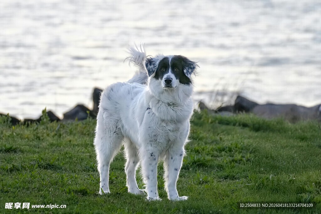 草地上的黑白小狗