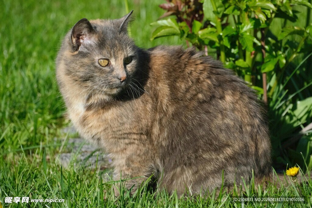 草地上的可爱猫咪