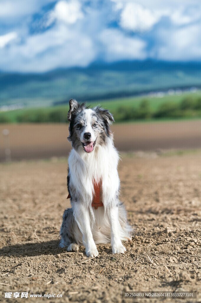 田园中的三色牧羊犬