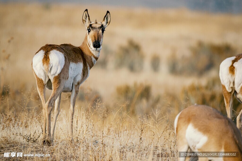 草原上的羚羊
