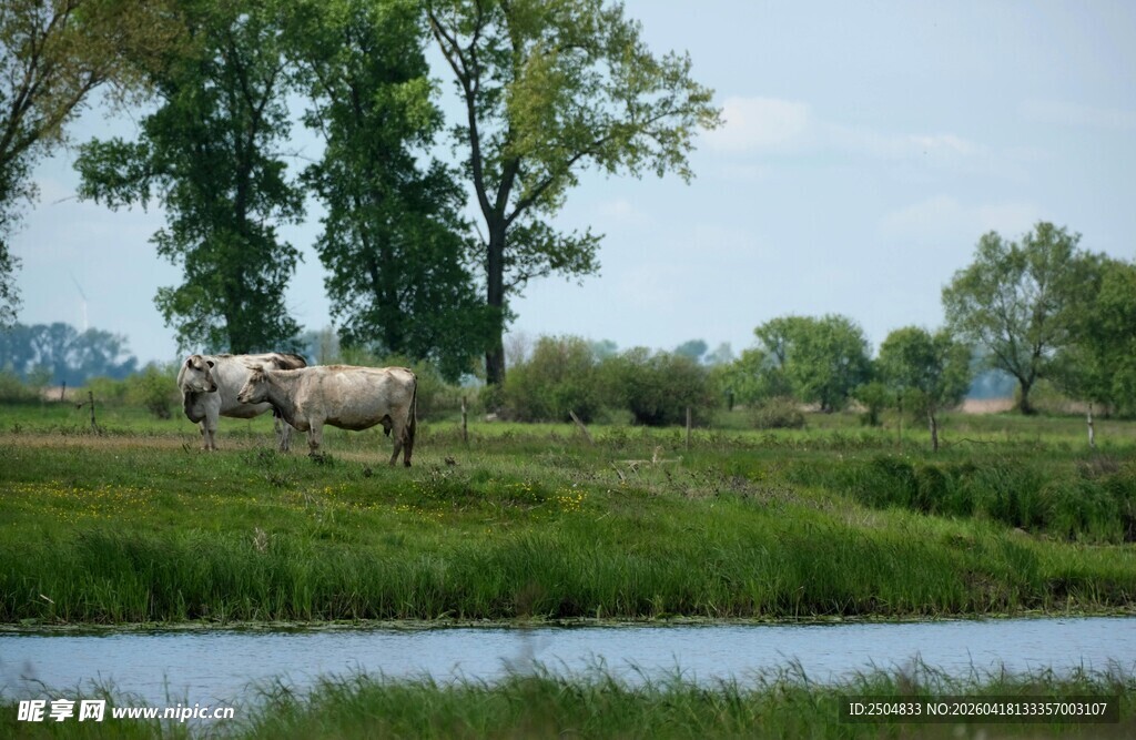 田园牧场景色中的悠闲母牛