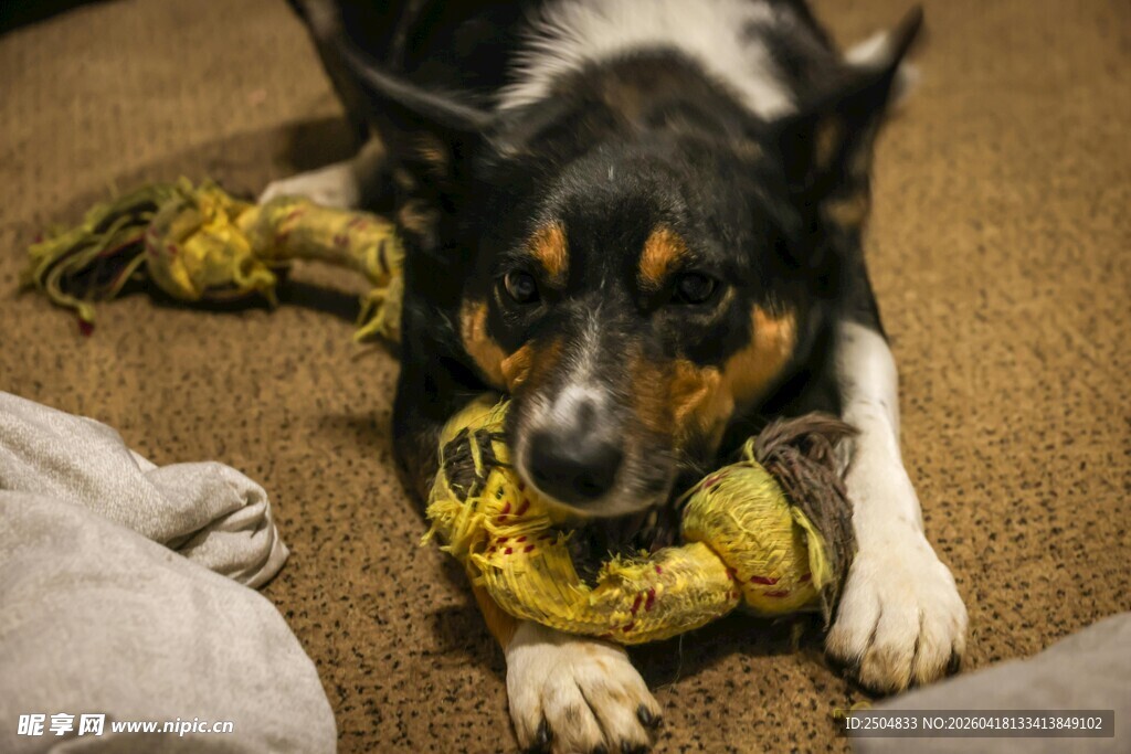 小狗啃咬玩具香蕉