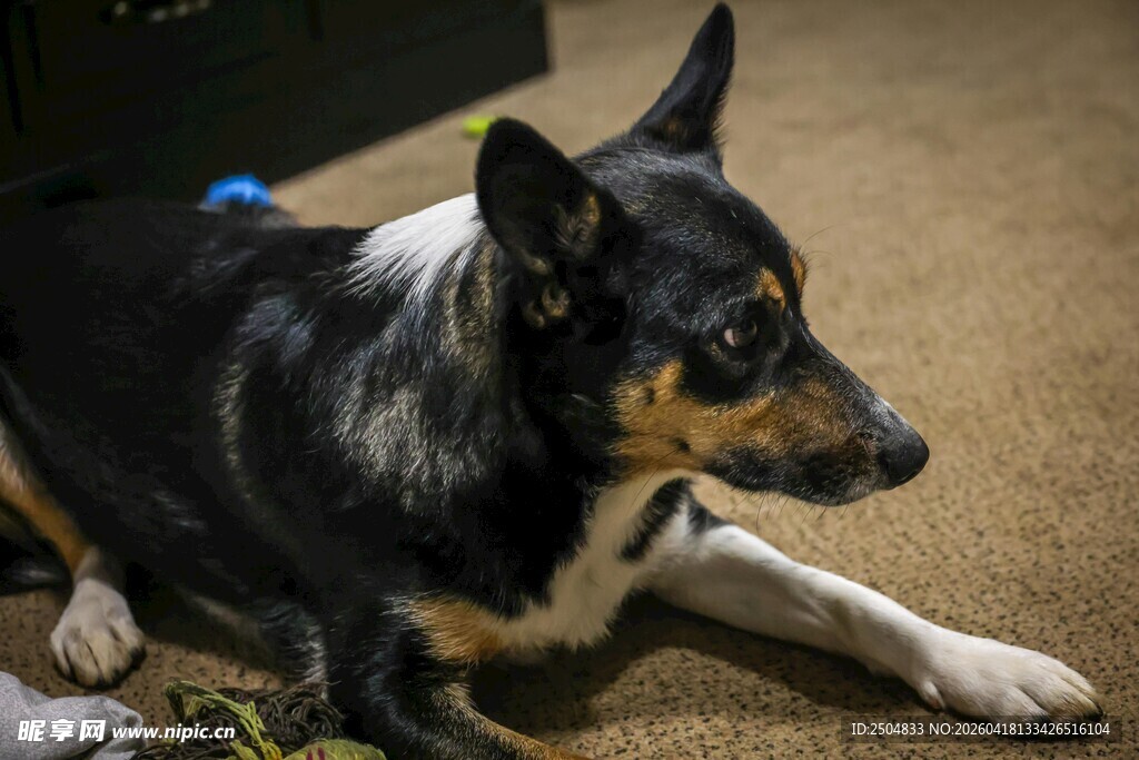 趴着的三色狗