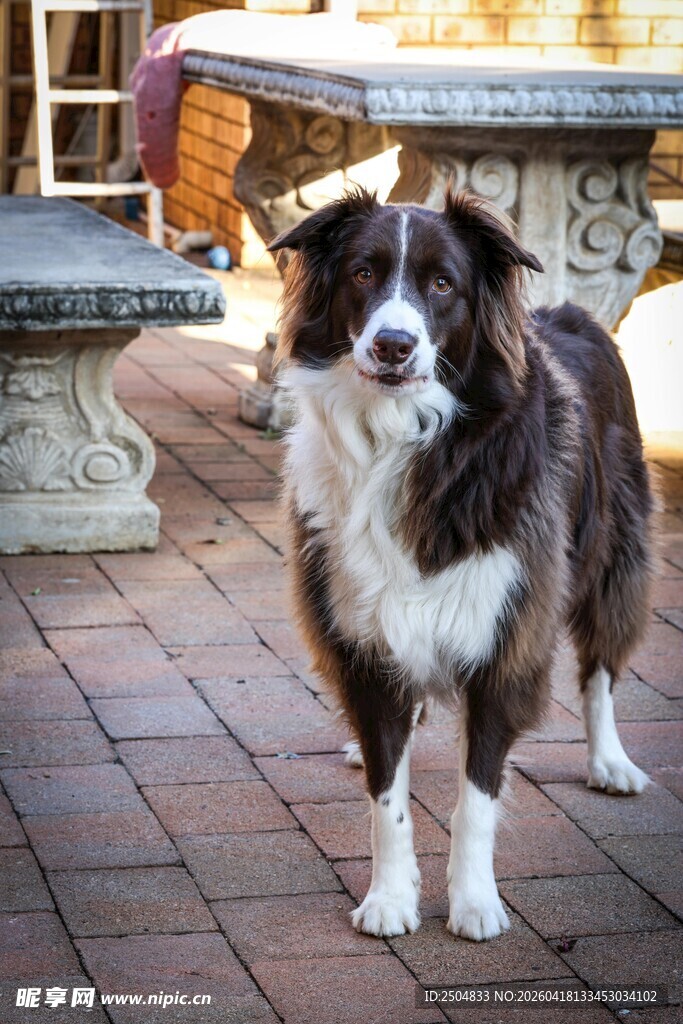 可爱边牧站立于砖瓦地面
