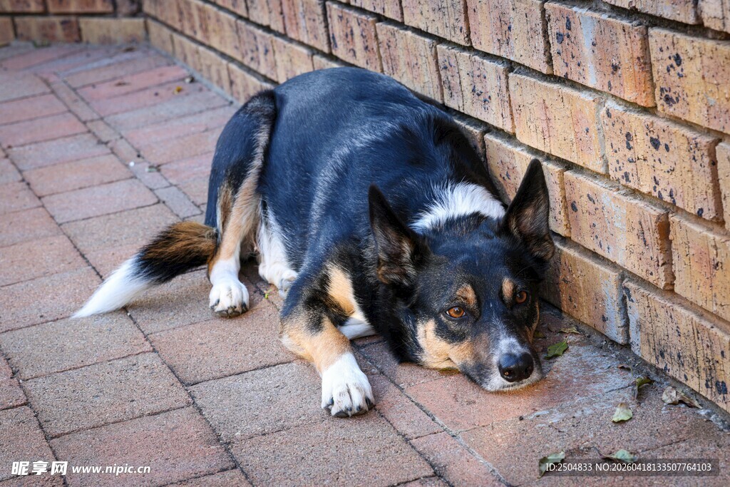 趴着休息的三色狗狗