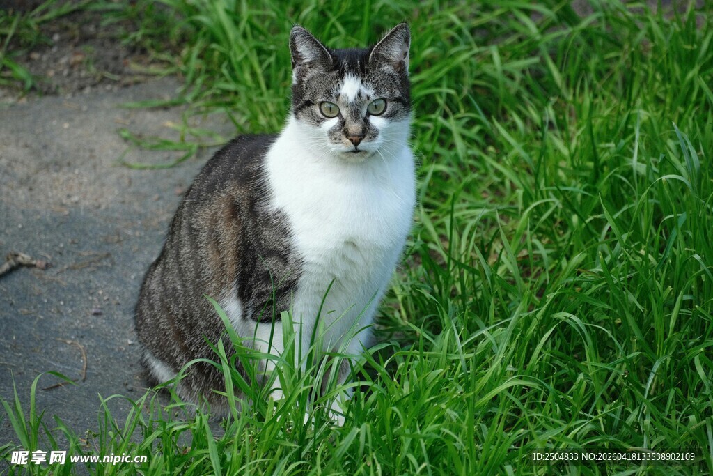 草地上的可爱猫咪