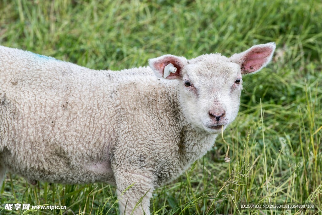 草地上的可爱小羊羔