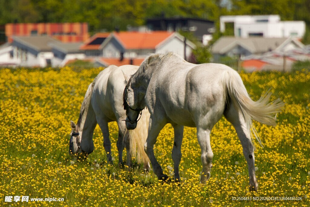 草原上的两匹白马