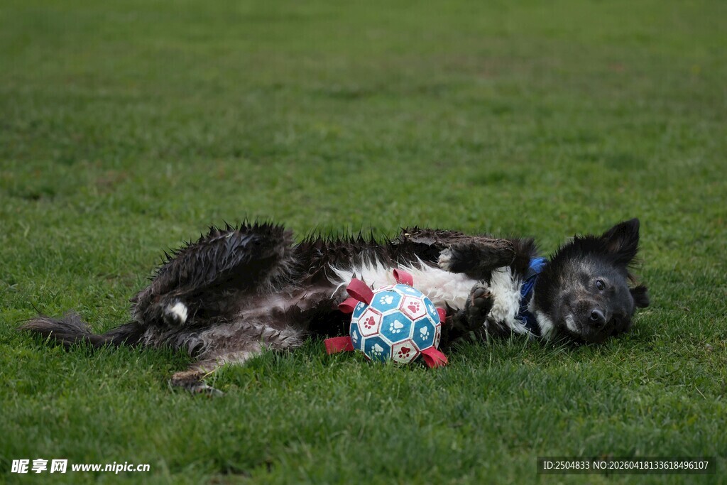狗狗草地惬意玩彩球