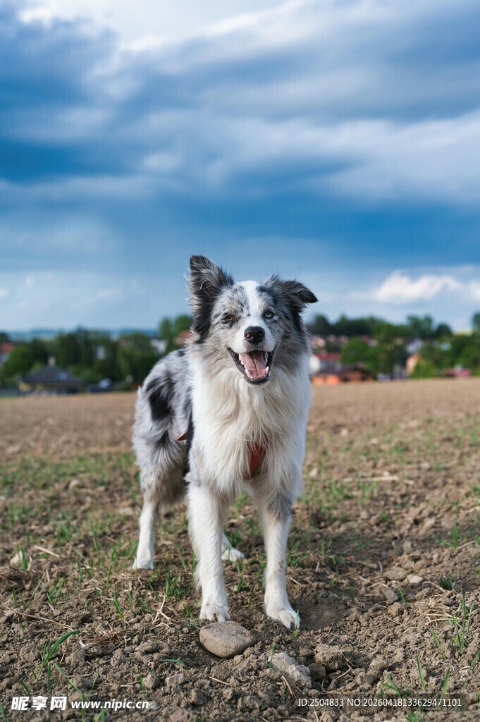 田野上的黑白斑点狗