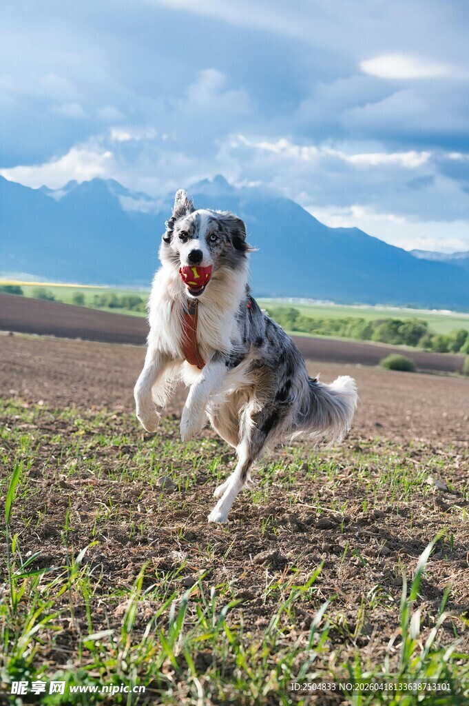 奔跑的 洲牧羊犬