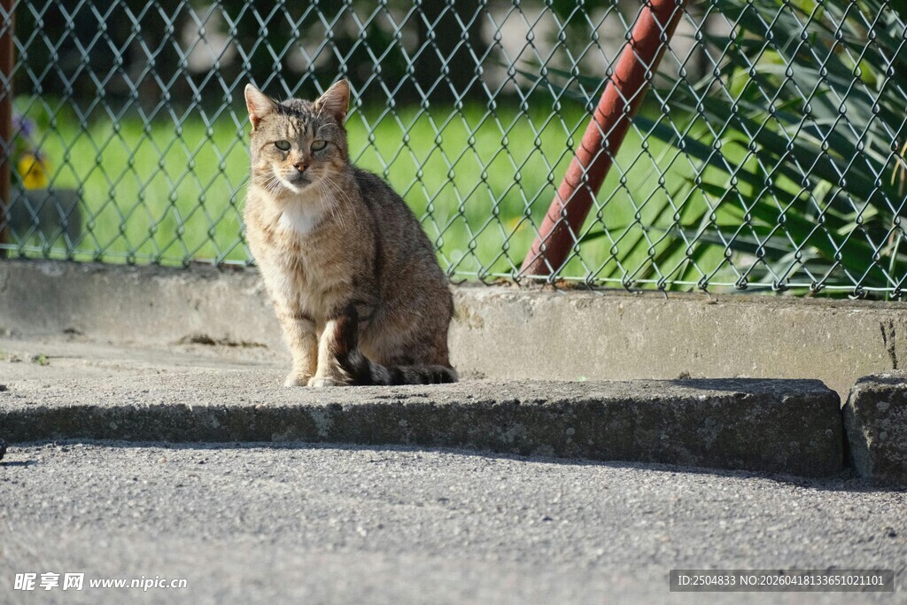 户外独坐的猫咪
