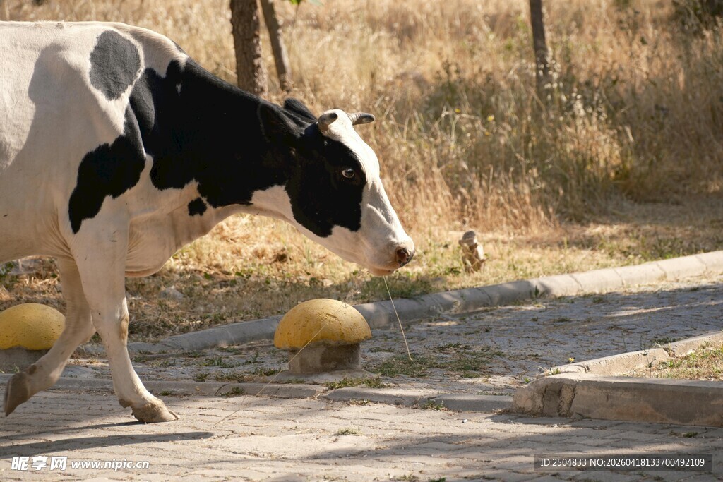 奶牛漫步于南瓜旁