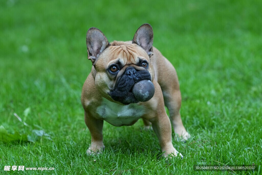 草地上的法国斗牛犬