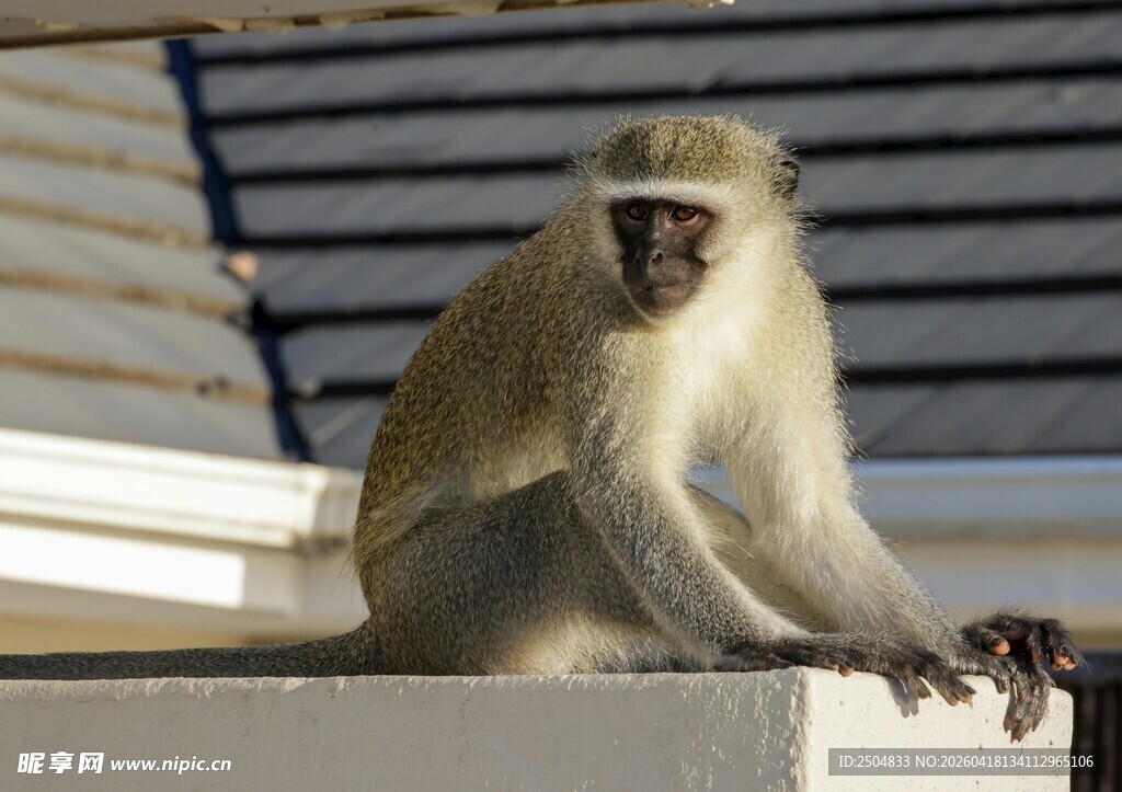 独坐墙头的猴子