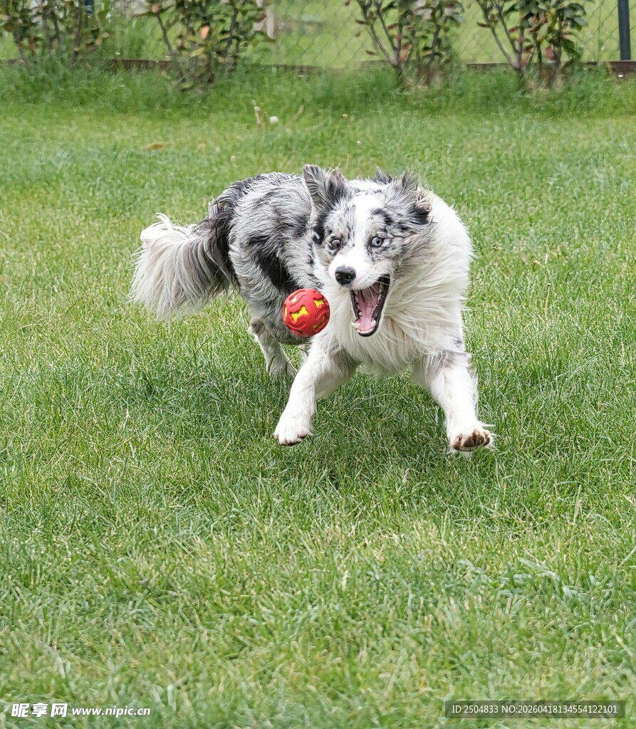 边牧草地叼球欢乐瞬间