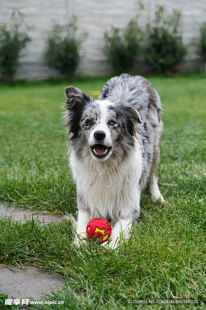 边牧在草地玩红色小球