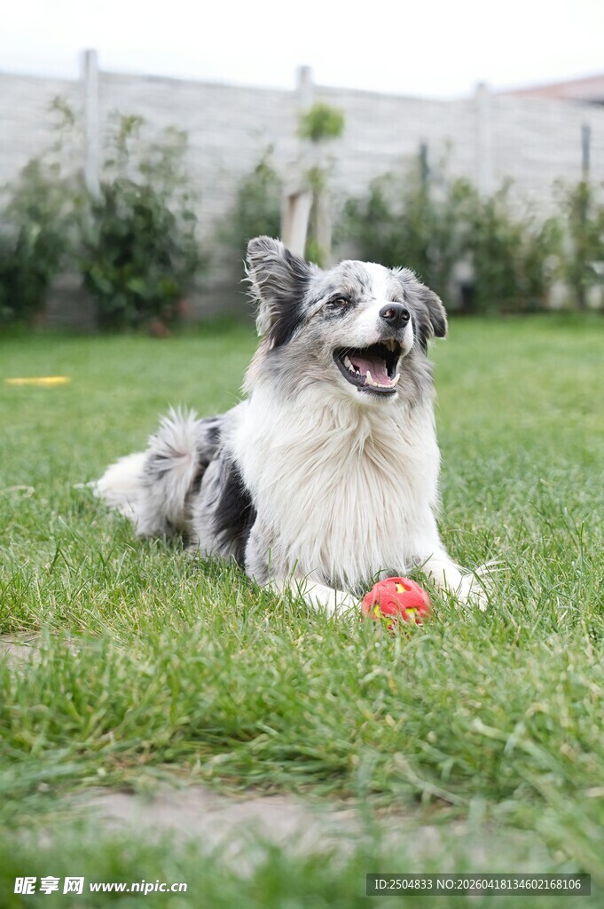 草地上玩耍的快乐狗狗