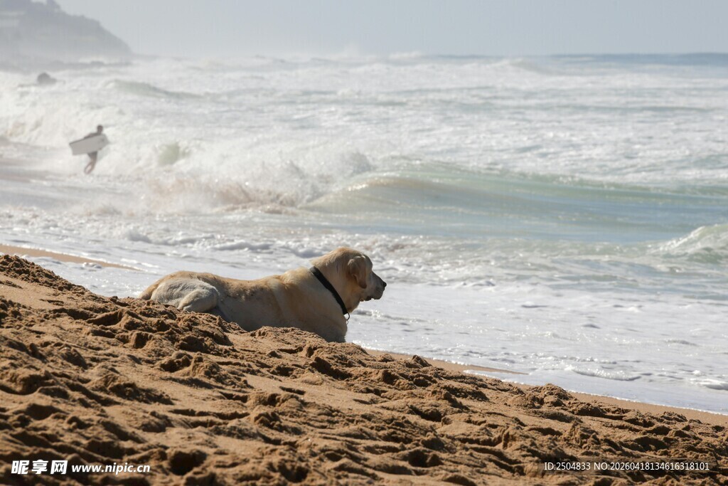 沙滩上休憩的狗狗