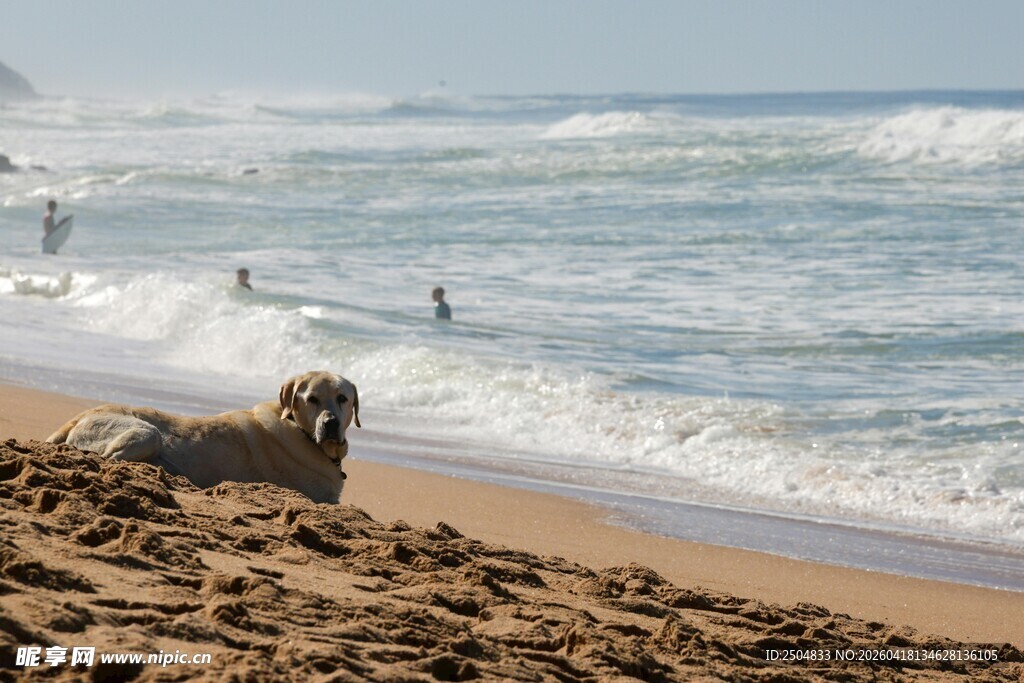沙滩上的狗狗与海浪