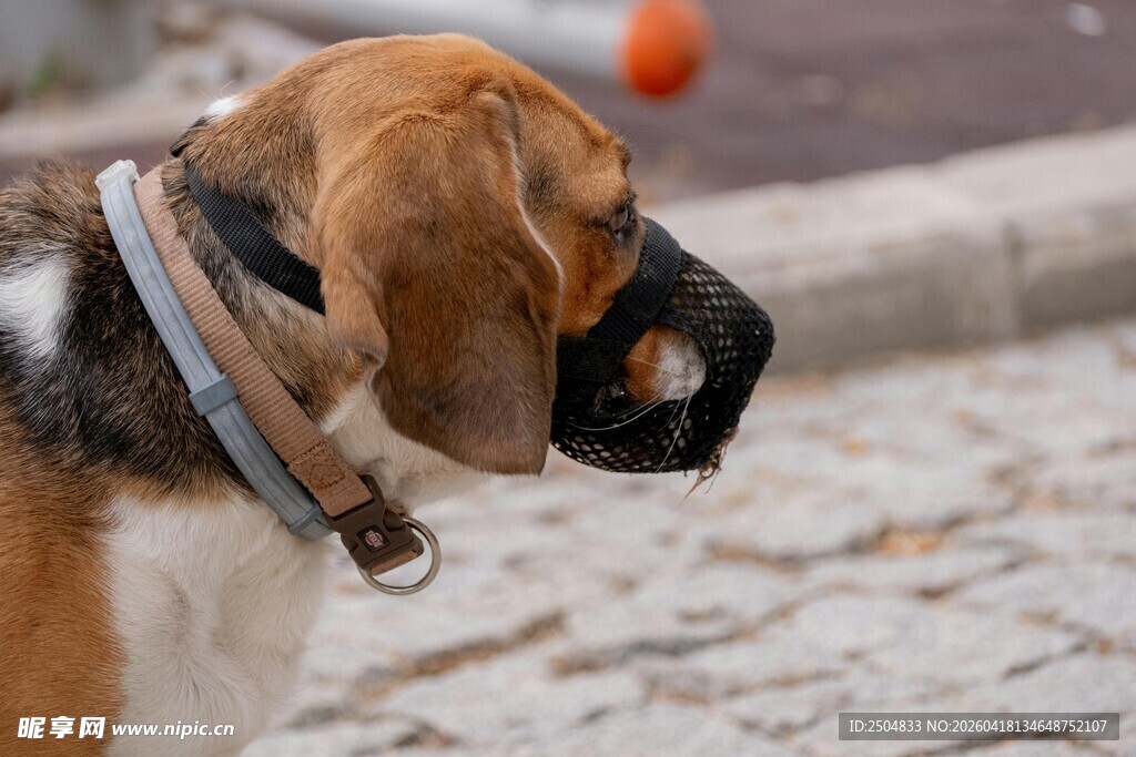 带嘴套的比格犬