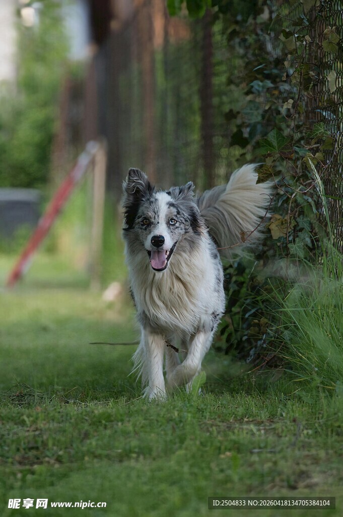 草地奔跑的可爱边牧