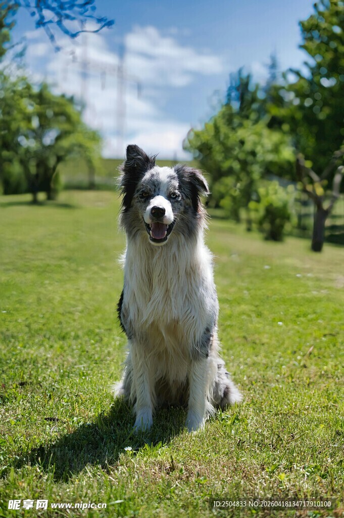 草地边坐着的可爱边牧犬