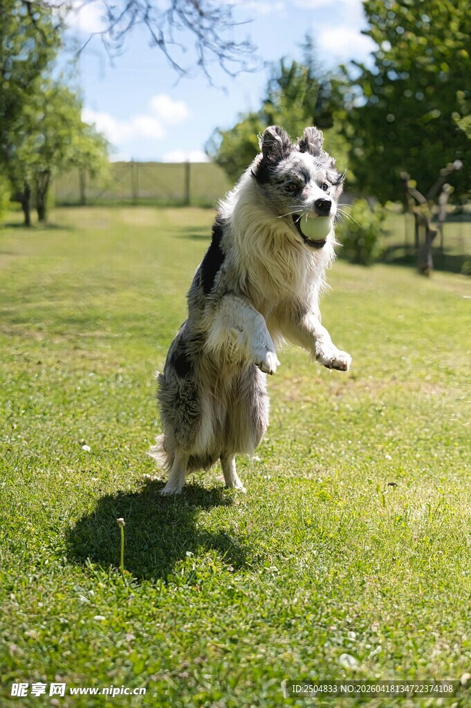 草地跳跃的喜乐蒂牧羊犬