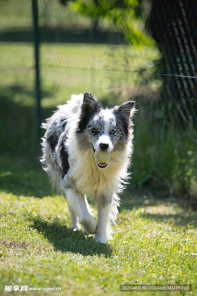 奔跑的边牧犬