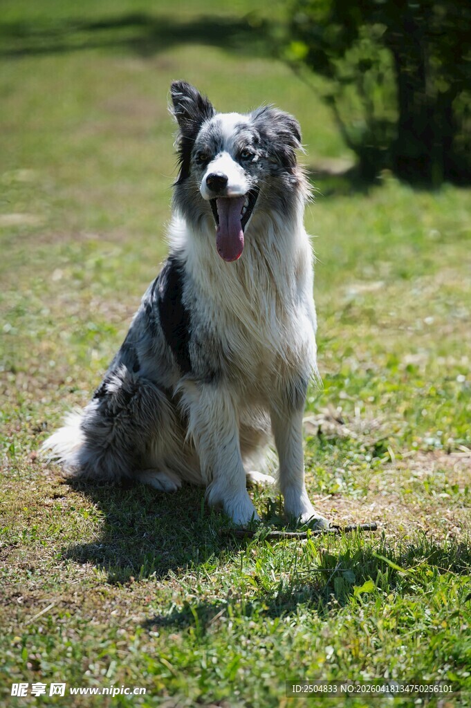 草地边坐着的可爱牧羊犬