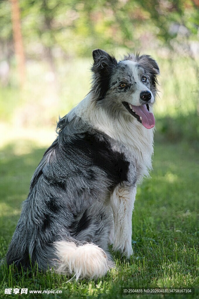 草地中的边牧犬