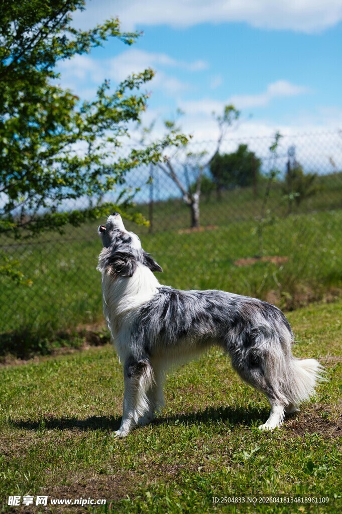 草地站立的斑点牧羊犬