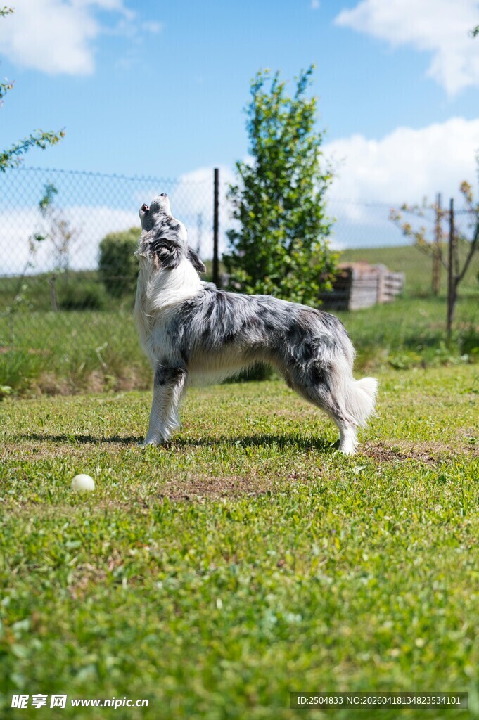 草地上的帅气牧羊犬