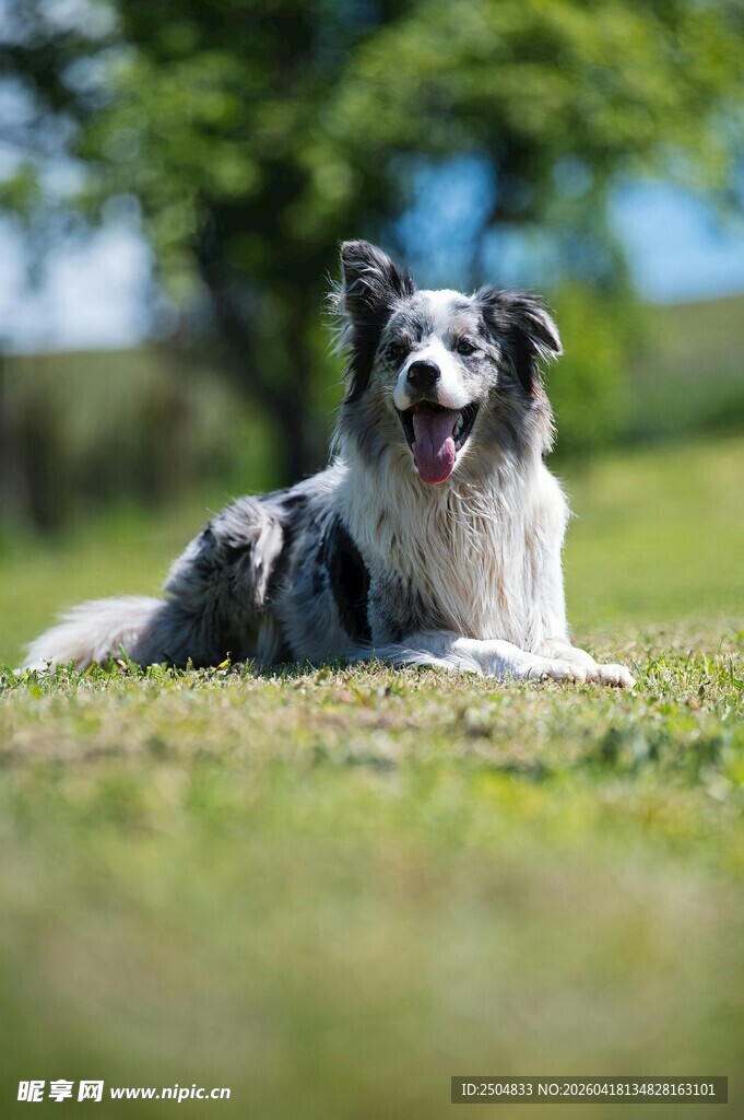 草地休憩的喜乐蒂牧羊犬