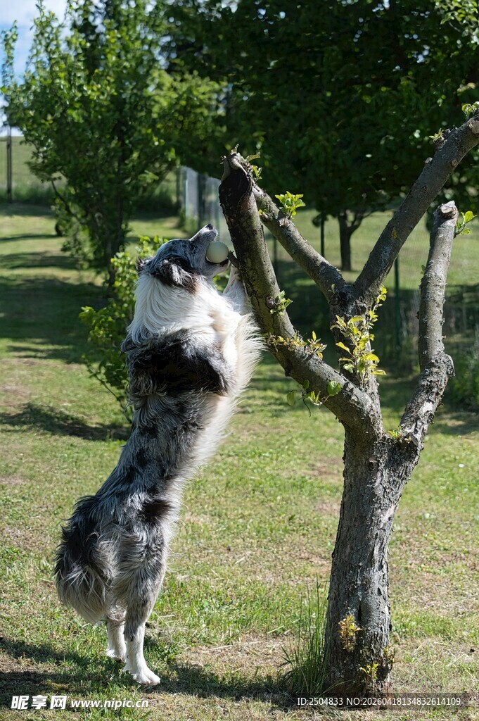 狗狗跃起咬树枝