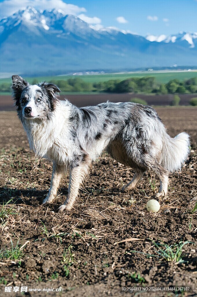 田野中的边牧犬