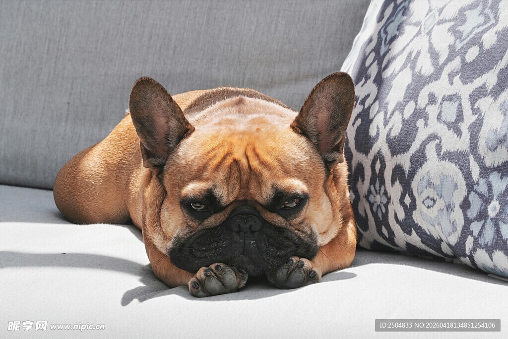 趴着的法国斗牛犬
