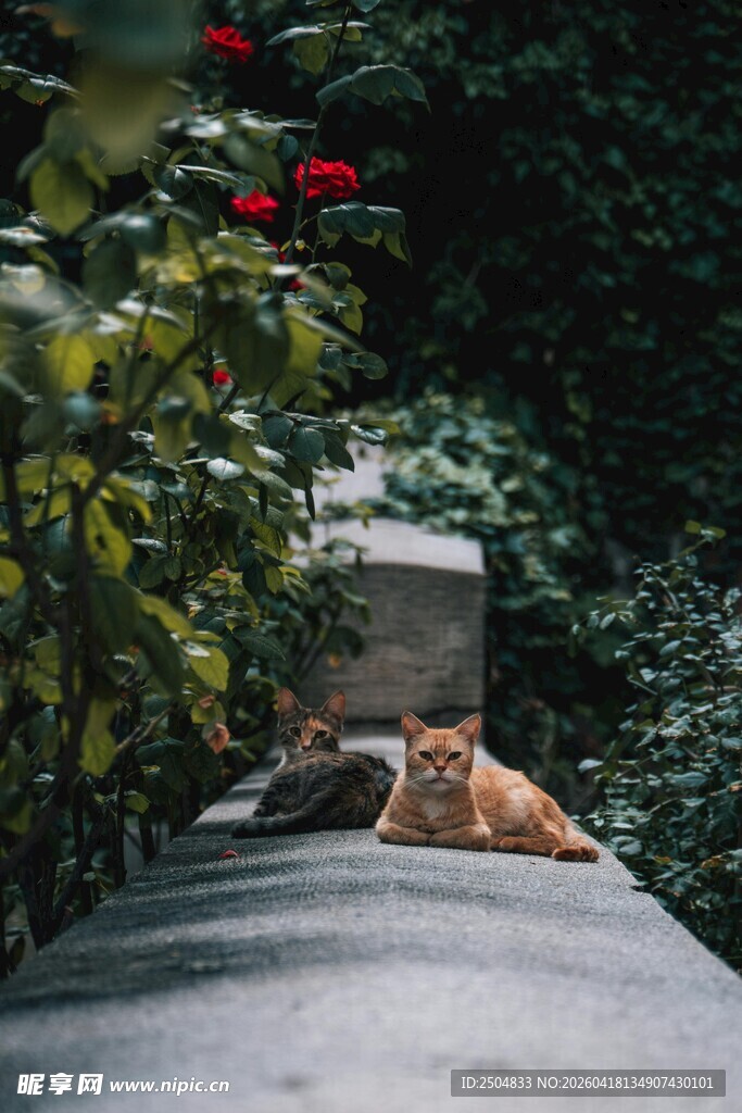 墙头休憩的猫咪
