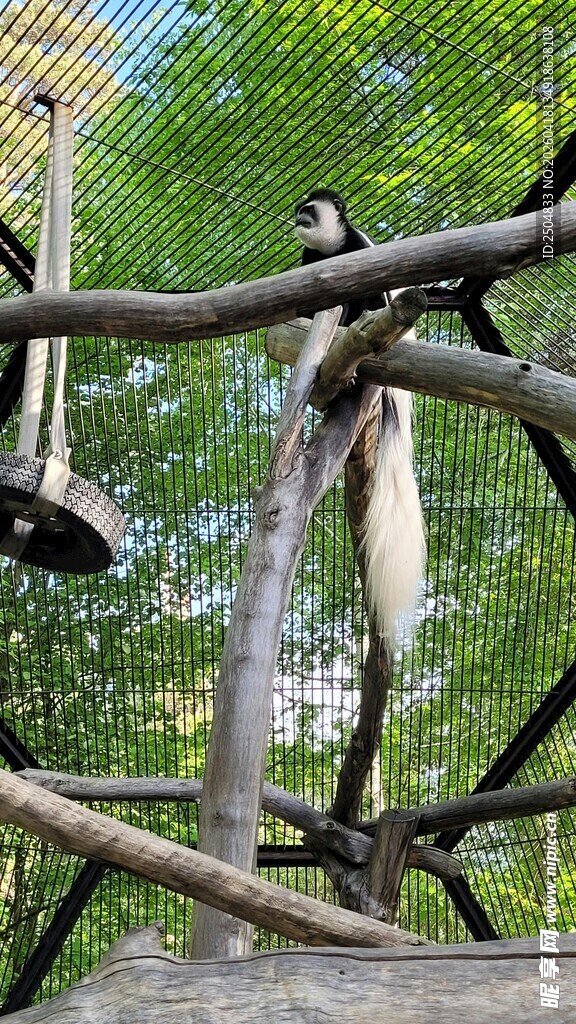 树枝上的猴子与鸟屋