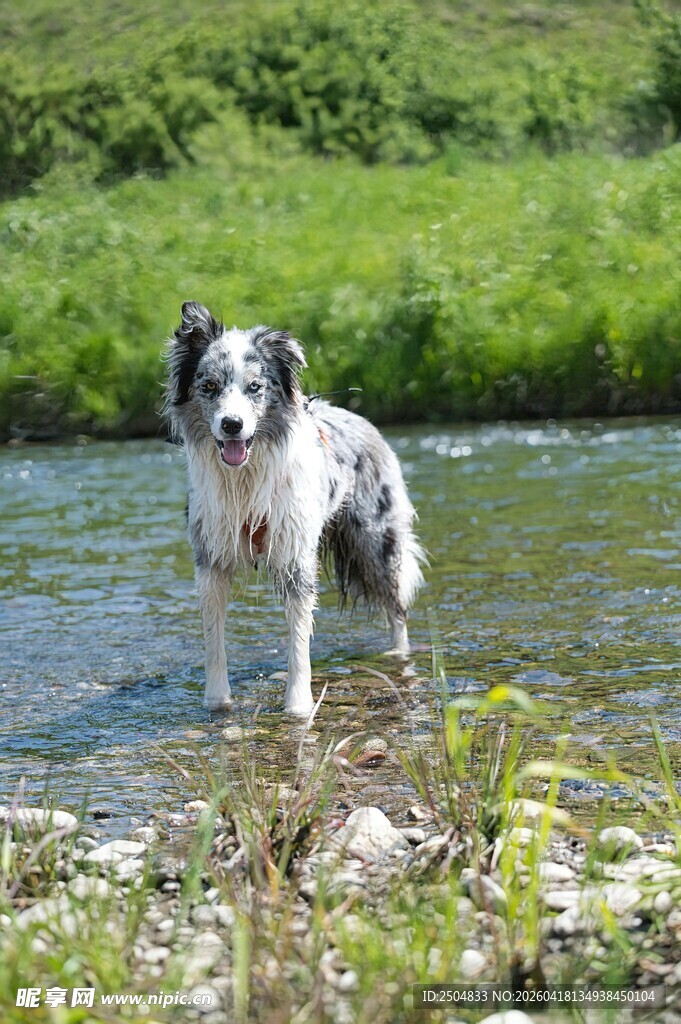 河边站立的斑点狗
