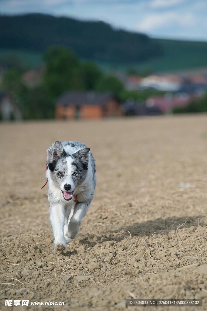田野中奔跑的可爱斑点犬