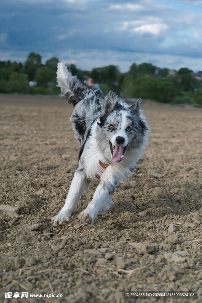 奔跑的边牧犬