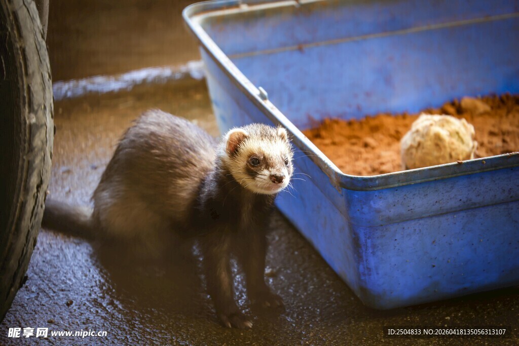 蓝盆旁的可爱雪貂