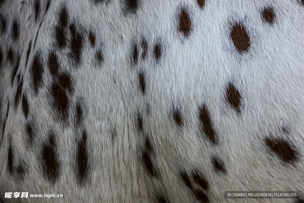 豹纹皮毛特写